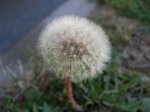DSCN9271.jpg