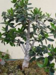 plantas 286.jpg