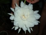 Epiphyllum oxypetalum1.jpg