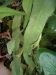 Epiphyllum oxypetalum2.jpg