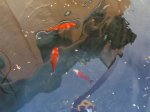 Peces 03-03-07.jpg