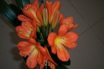 Clivia3_Abril07.jpg