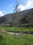 árboles (18) (Large).JPG