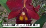 BLC.SINFONG BEAUTY RED SUN.jpg