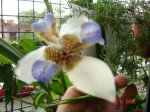 Lirio 2 041106.jpg