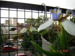 Lirio 3 041106.jpg