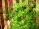 mi planta 1.jpg
