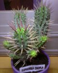 Photo-0207.jpg