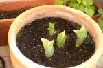 Tulipanes_Abril07.jpg