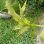 PLUMA DE SANTA TERSA 002.jpg