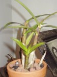 Little Den New Sprout.jpg