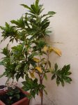 Croton.jpg