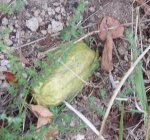 chayote2.JPG
