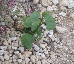 chayote3.JPG