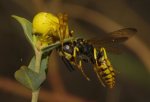 Thomisus%20onustus%20vs%20Philanthus%20sp_4475.jpg