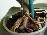 raices.jpg
