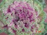 DSC04014.jpg
