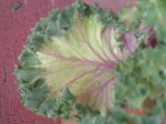 DSC04017.jpg