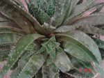 DSC04027.jpg