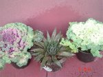 DSC04030.jpg