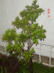 azalea.gif