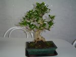 DSC02675.JPG