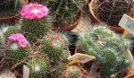Mammillaria spinosissima unpico 01.JPG