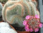 Mammillaria spinosissima cristata 01.JPG