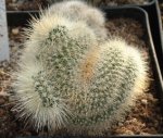 Mammillaria spinosissima ssp pilcayensis cristata 01.JPG