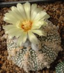 Astrophytum asterias super kabuto 02.JPG