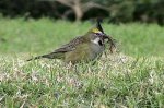 CARDENAL.jpg
