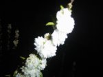 DSC03623.JPG