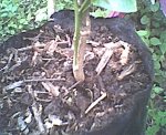 Mandarina.jpg