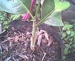 Mandarina2.jpg