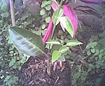Mandarina3.jpg