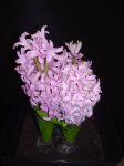 DSC08157.JPG