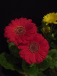DSC08180.JPG