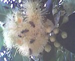 Abeja3.jpg