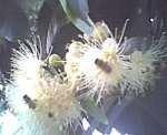 Abeja.jpg