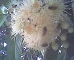 Abeja1.jpg
