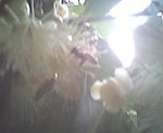 Abeja2.jpg