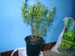 PIC_0094.jpg