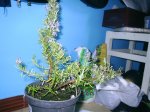 PIC_0095.jpg