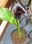 plantas 083.1.JPG