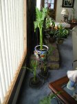 plantas 075.1.JPG