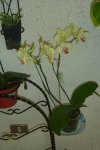 phal amarilla.jpg