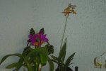 cattleya guatemalensis.jpg