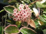 hoya carnosa variegata Mari.jpg