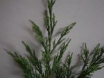 DSC03634.JPG