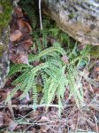 DSCF0517.JPG